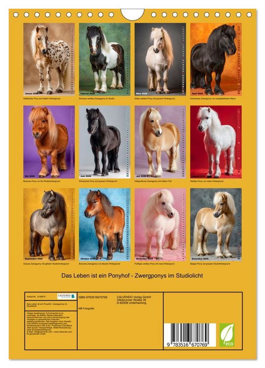 Produktbild: Das Leben ist ein Ponyhof - Zwergponys im Studiolicht (Wandkalender 2026 DIN A4 hoch), CALVENDO Monatskalender