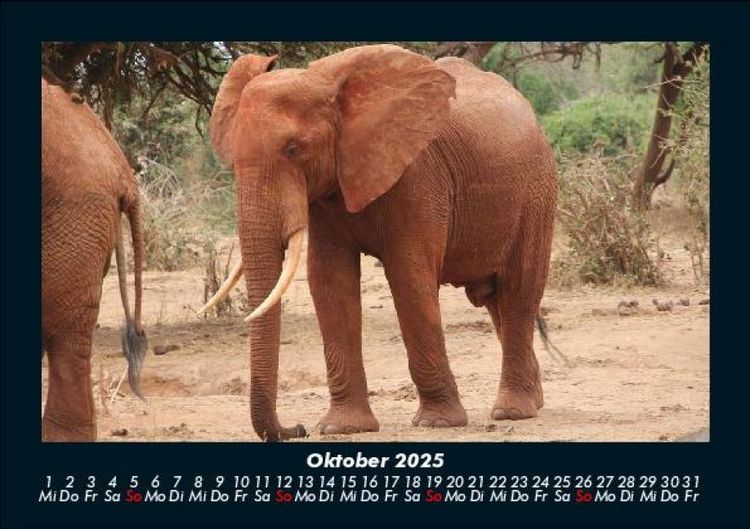 Produktbild: Elefanten 2025 Fotokalender DIN A5