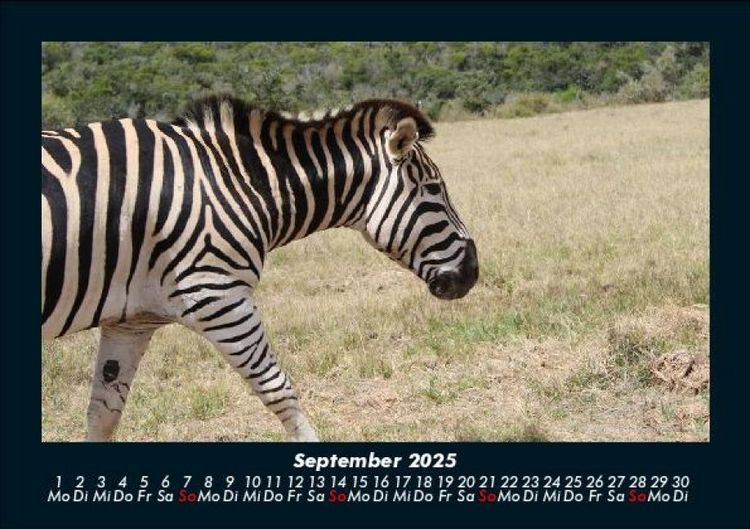 Produktbild: Welt der Tiere 2025 Fotokalender DIN A5