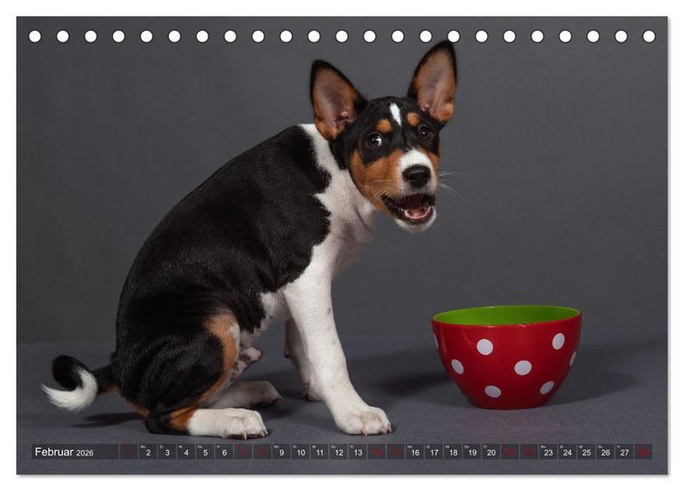 Produktbild: Basenji-Sch&ouml;nheiten (Tischkalender 2026 DIN A5 quer), CALVENDO Monatskalender