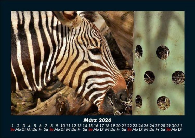 Produktbild: Zoobewohner 2026 Fotokalender DIN A5