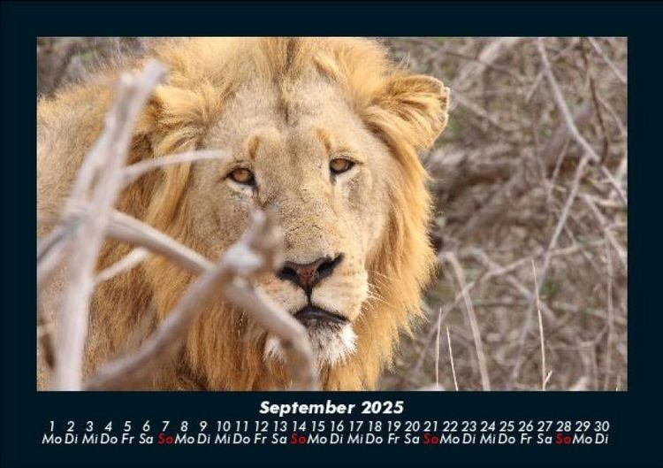 Produktbild: L&ouml;wen in der Wildnis 2025 Fotokalender DIN A5