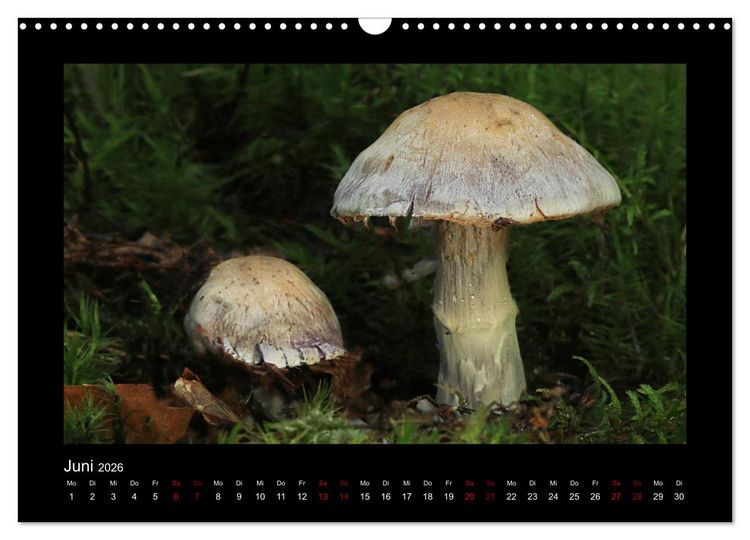 Produktbild: Pilzgalerie - Heimische Pilze aus der Region Rheinland-Pfalz (Wandkalender 2026 DIN A3 quer), CALVENDO Monatskalender