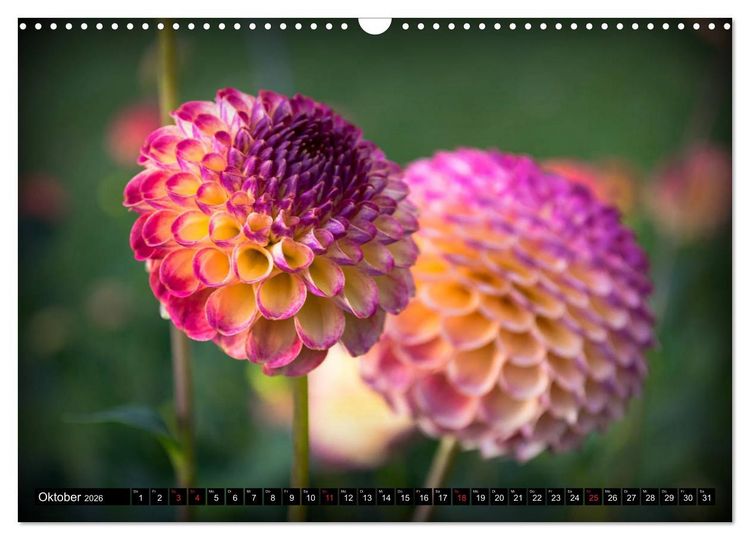 Produktbild: Dahlien - Blumenwunder der Natur (Wandkalender 2026 DIN A3 quer), CALVENDO Monatskalender
