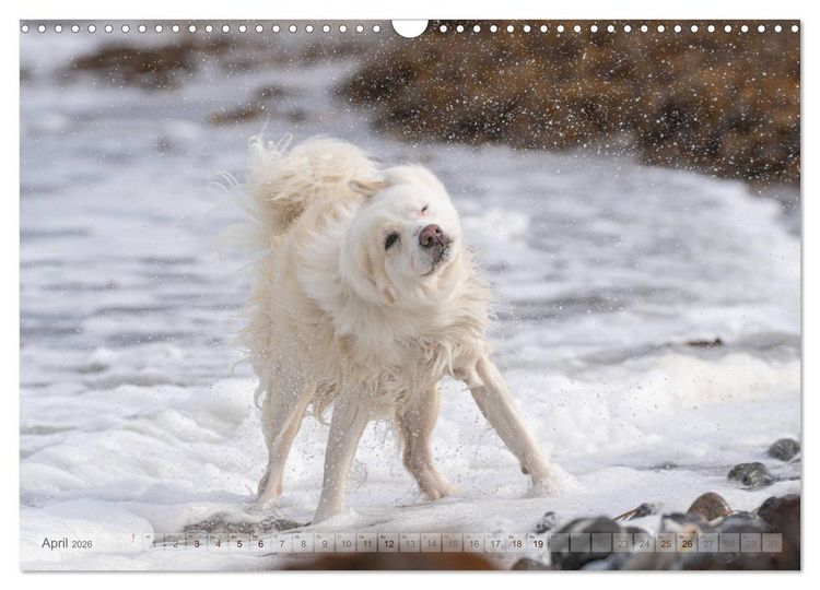 Produktbild: Mit Hunden an den Str&auml;nden von Nord- und Ostsee (Wandkalender 2026 DIN A3 quer), CALVENDO Monatskalender