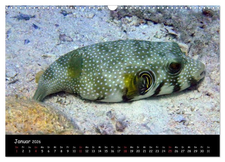 Produktbild: Rotes Meer - Unterwasserimpressionen (Wandkalender 2026 DIN A3 quer), CALVENDO Monatskalender