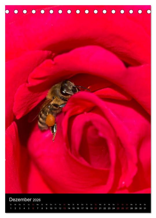 Produktbild: Bienen und Hummeln (Tischkalender 2026 DIN A5 hoch), CALVENDO Monatskalender