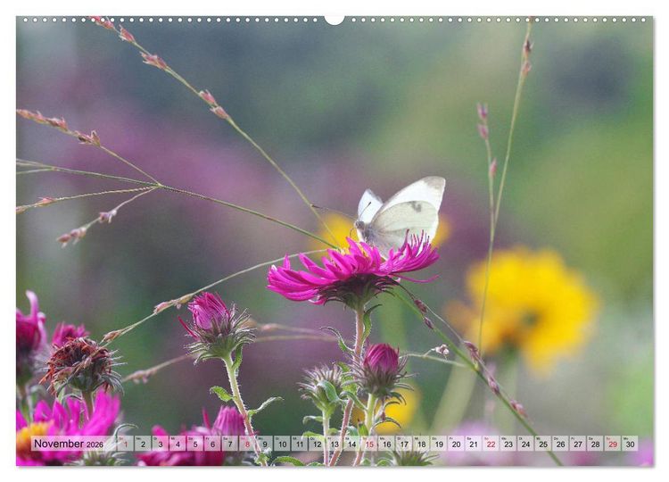 Produktbild: Es bl&uuml;ht im Sommer (Wandkalender 2026 DIN A2 quer), CALVENDO Monatskalender