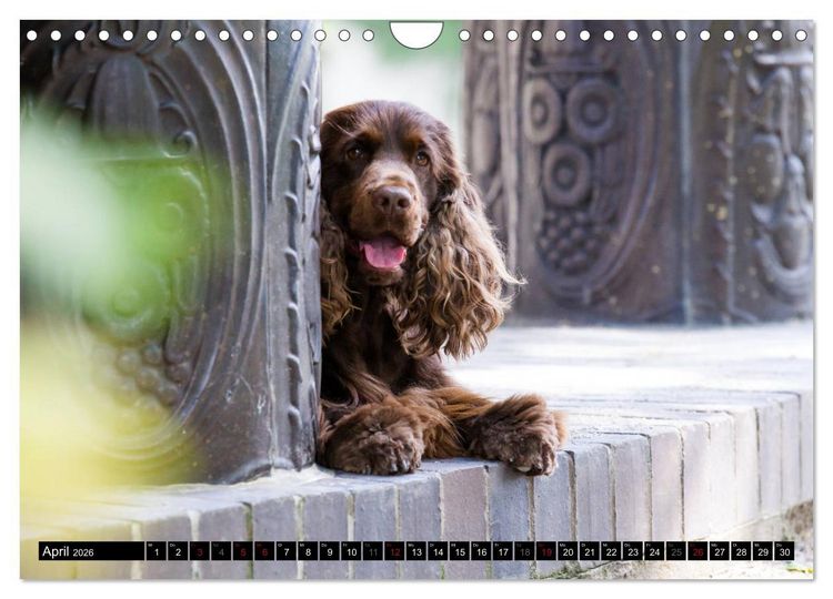 Produktbild: English Cocker Spaniel - Fr&ouml;hliche Gesellen (Wandkalender 2026 DIN A4 quer), CALVENDO Monatskalender