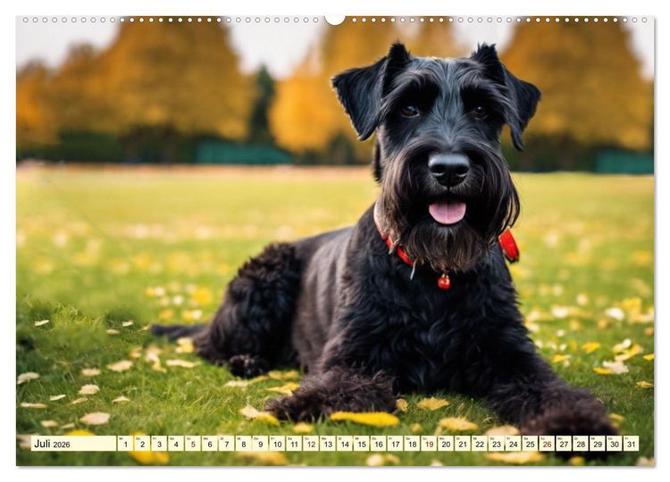 Produktbild: Schnauzer - vielseitige Allrounder (Wandkalender 2026 DIN A2 quer), CALVENDO Monatskalender