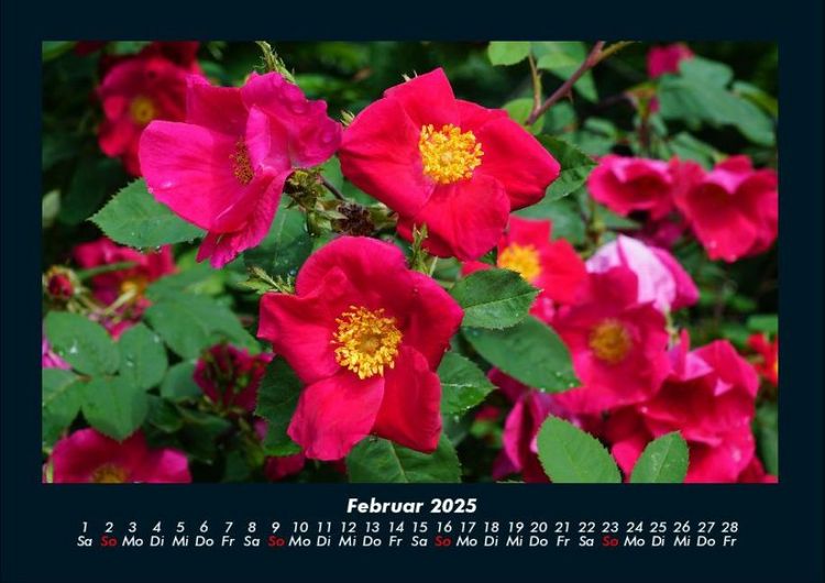 Produktbild: Blumenkalender 2025 Fotokalender DIN A4