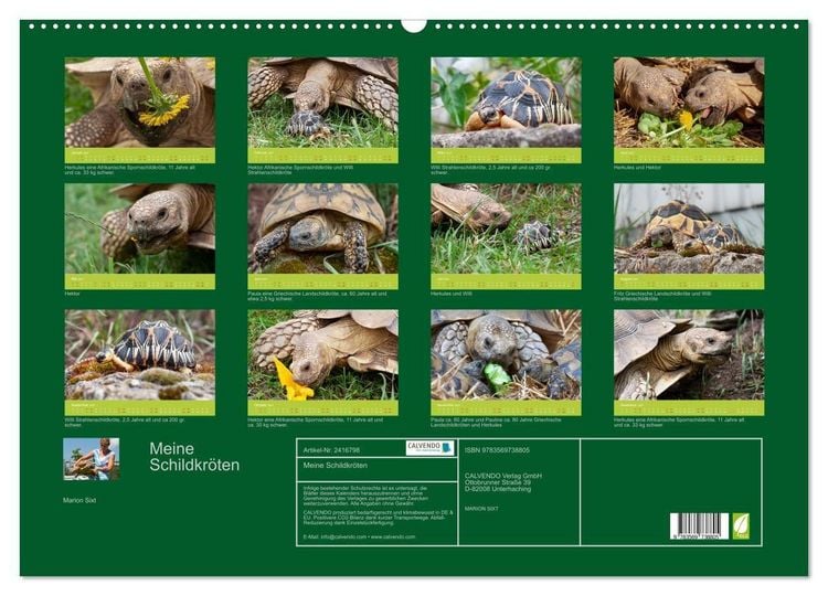 Produktbild: Meine Schildkr&ouml;ten (Wandkalender 2027 DIN A2 quer), CALVENDO Monatskalender