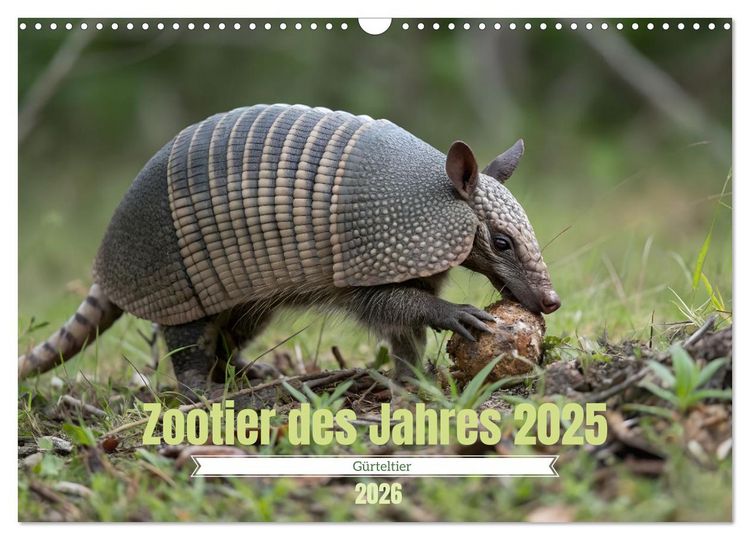 Produktbild: Zootier des Jahres 2025 - G&uuml;rteltier (Wandkalender 2026 DIN A3 quer), CALVENDO Monatskalender