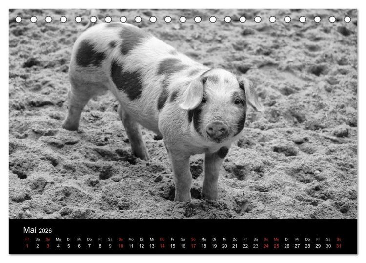 Produktbild: Das Leben der Schweine (Tischkalender 2026 DIN A5 quer), CALVENDO Monatskalender