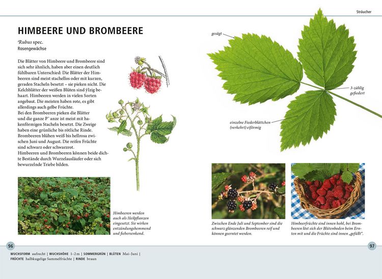 Produktbild: B&auml;ume am Blatt erkennen - 78 Laub- und Nadelgeh&ouml;lze. Bl&auml;tter in Originalgr&ouml;&szlig;e