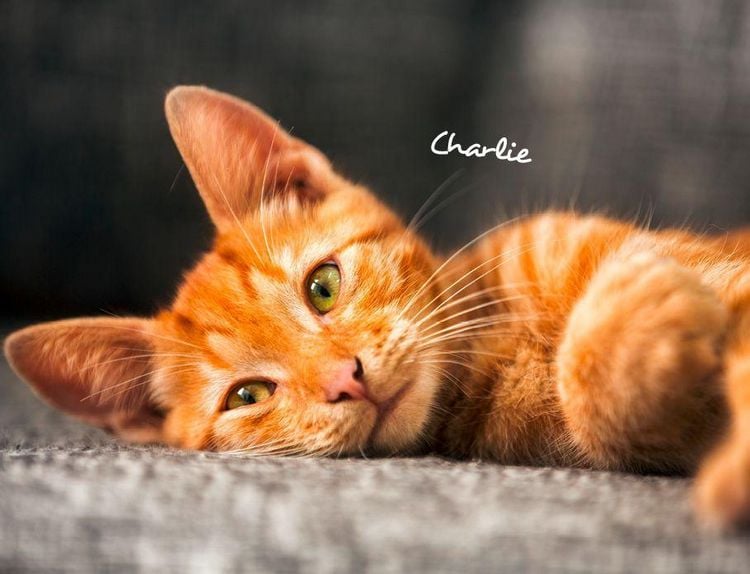 Produktbild: Katzen 2027 Eintragkalender