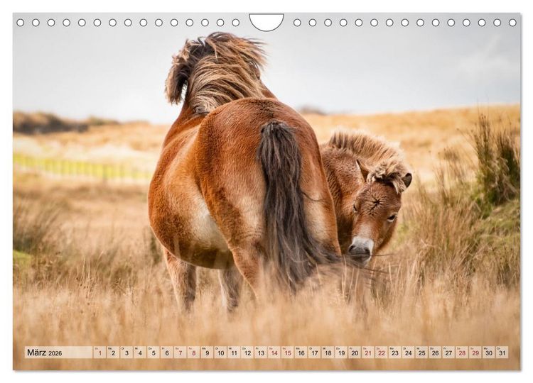 Produktbild: Wildperde - die Magie der Natur (Wandkalender 2026 DIN A4 quer), CALVENDO Monatskalender