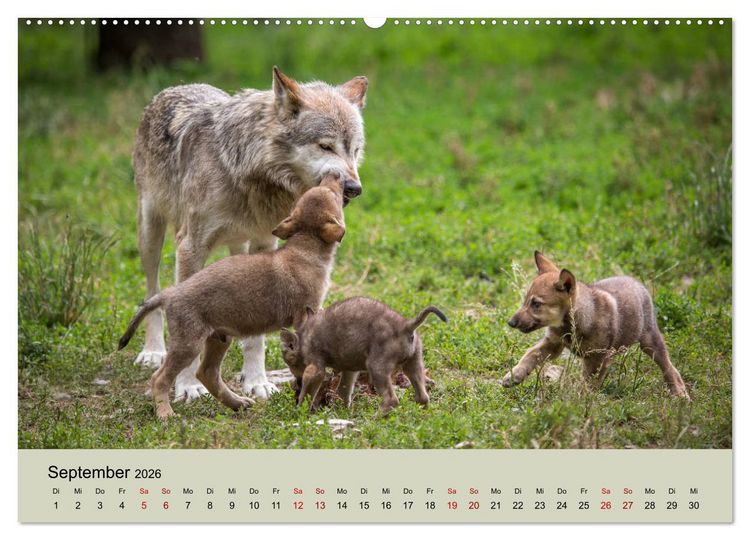 Produktbild: Wolfsrudel (hochwertiger Premium Wandkalender 2026 DIN A2 quer), Kunstdruck in Hochglanz