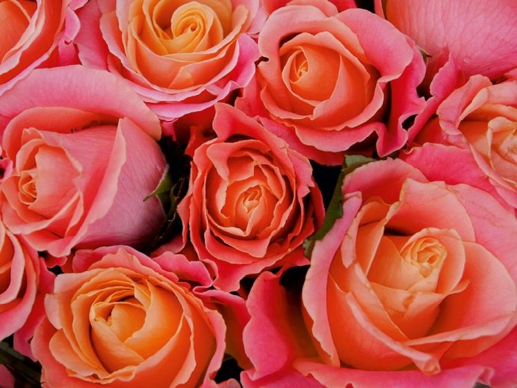 Produktbild: CALVENDO Puzzle Duftende Rosen | 1000 Teile Lege-Gr&ouml;&szlig;e 64x48cm Foto-Puzzle f&uuml;r gl&uuml;ckliche Stunden