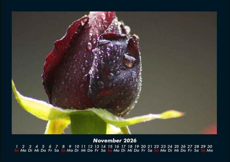 Produktbild: Blumentr&auml;ume 2026 Fotokalender DIN A4