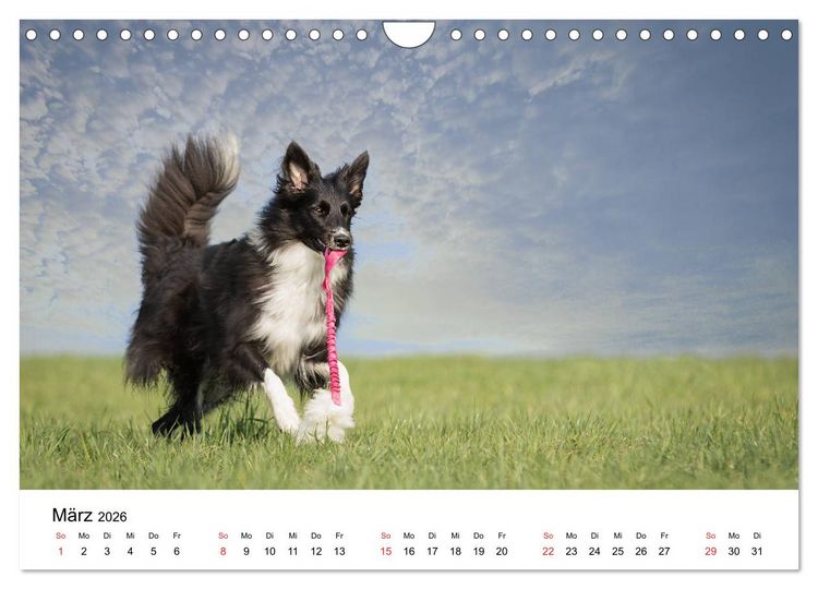 Produktbild: Border Collie - Bunt und clever! (Wandkalender 2026 DIN A4 quer), CALVENDO Monatskalender