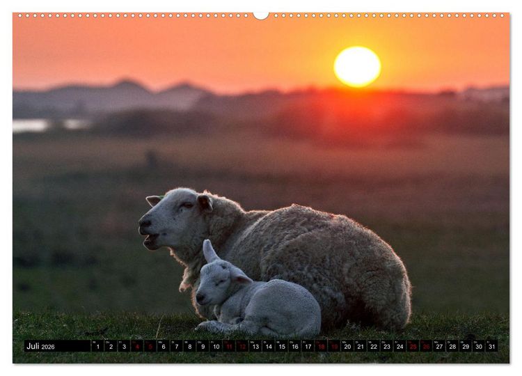 Produktbild: Schafe auf Sylt (hochwertiger Premium Wandkalender 2026 DIN A2 quer), Kunstdruck in Hochglanz