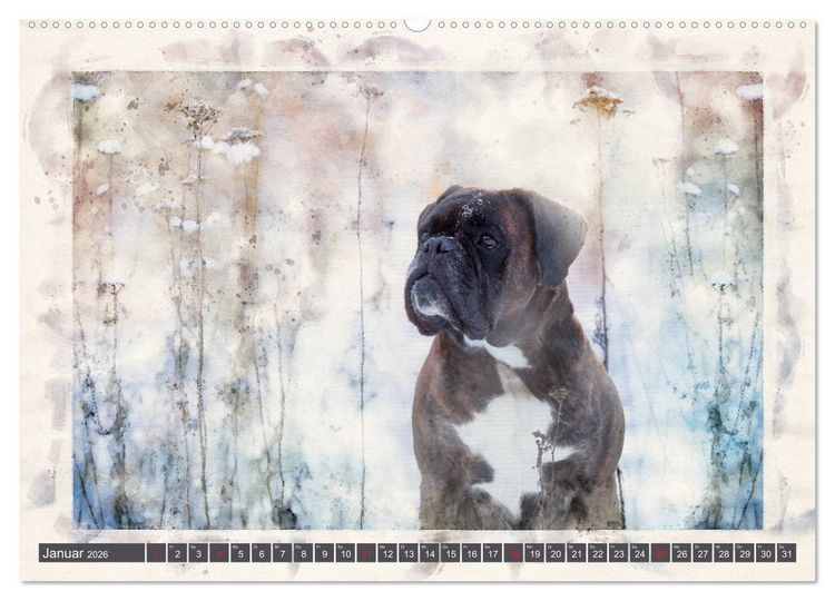 Produktbild: Boxer Photo&Kunst (Wandkalender 2026 DIN A2 quer), CALVENDO Monatskalender