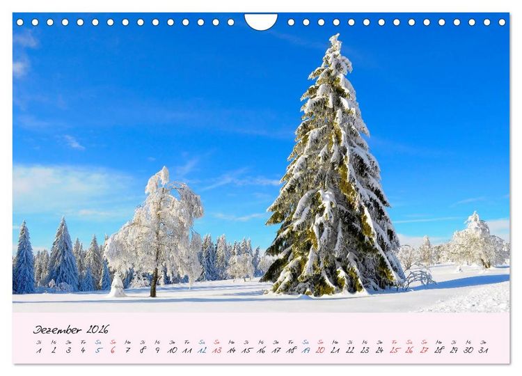 Produktbild: Wald und Baum 2026 (Wandkalender 2026 DIN A4 quer), CALVENDO Monatskalender