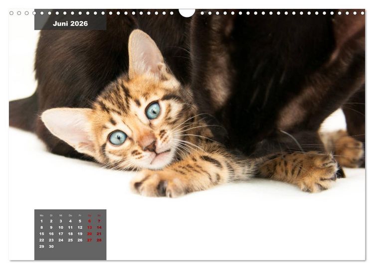 Produktbild: Bengal K&auml;tzchen (Wandkalender 2026 DIN A3 quer), CALVENDO Monatskalender