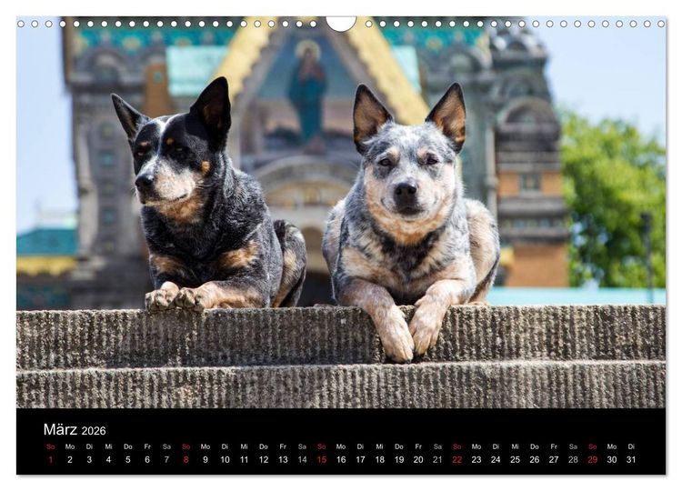 Produktbild: Australian Cattle Dogs zwischen Kunst und Kultur (Wandkalender 2026 DIN A3 quer), CALVENDO Monatskalender