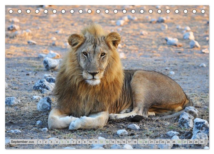 Produktbild: L&ouml;wen. Die K&ouml;nige Afrikas (Tischkalender 2026 DIN A5 quer), CALVENDO Monatskalender