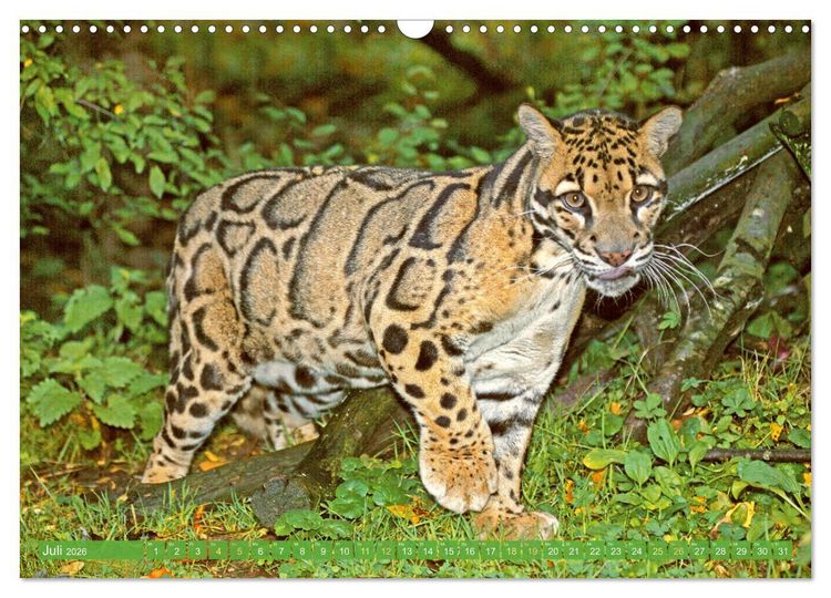Produktbild: Leben im Dschungel: Der Regenwald ist ein Paradies f&uuml;r Tiere (Wandkalender 2026 DIN A3 quer), CALVENDO Monatskalender