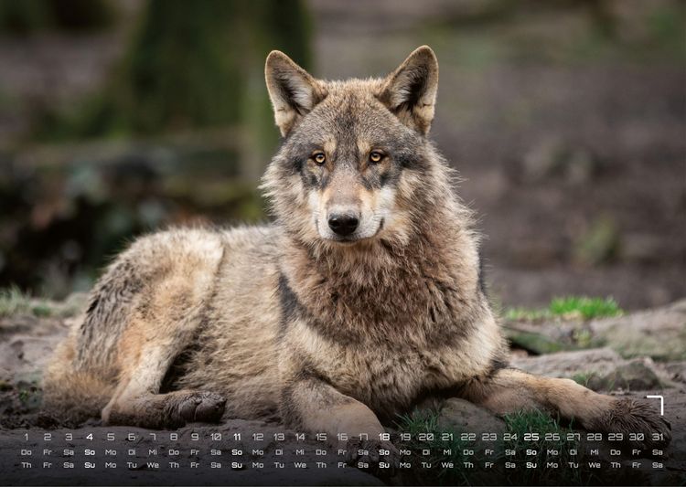 Produktbild: Wolf &ndash; Im Schatten des Waldes - 2027 - Kalender DIN A3