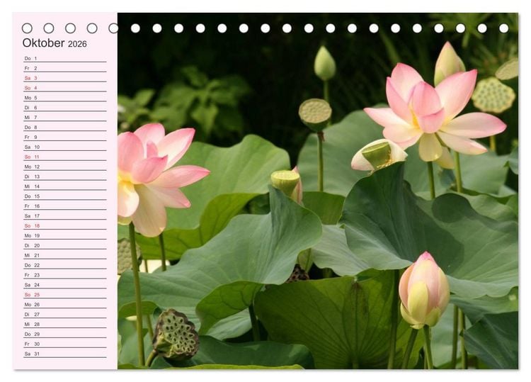 Produktbild: Lotos. Symbol f&uuml;r Reinheit und Kraft (Tischkalender 2026 DIN A5 quer), CALVENDO Monatskalender