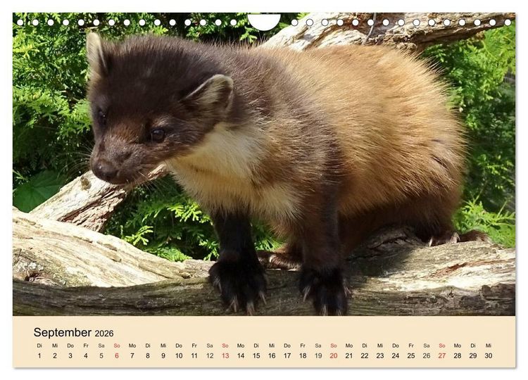 Produktbild: Frettchen und Marder. Frech, witzig, niedlich (Wandkalender 2026 DIN A4 quer), CALVENDO Monatskalender