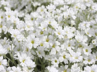 Produktbild: CALVENDO Puzzle Filziges Hornkraut | 1000 Teile Lege-Gr&ouml;&szlig;e 64x48cm Foto-Puzzle f&uuml;r gl&uuml;ckliche Stunden