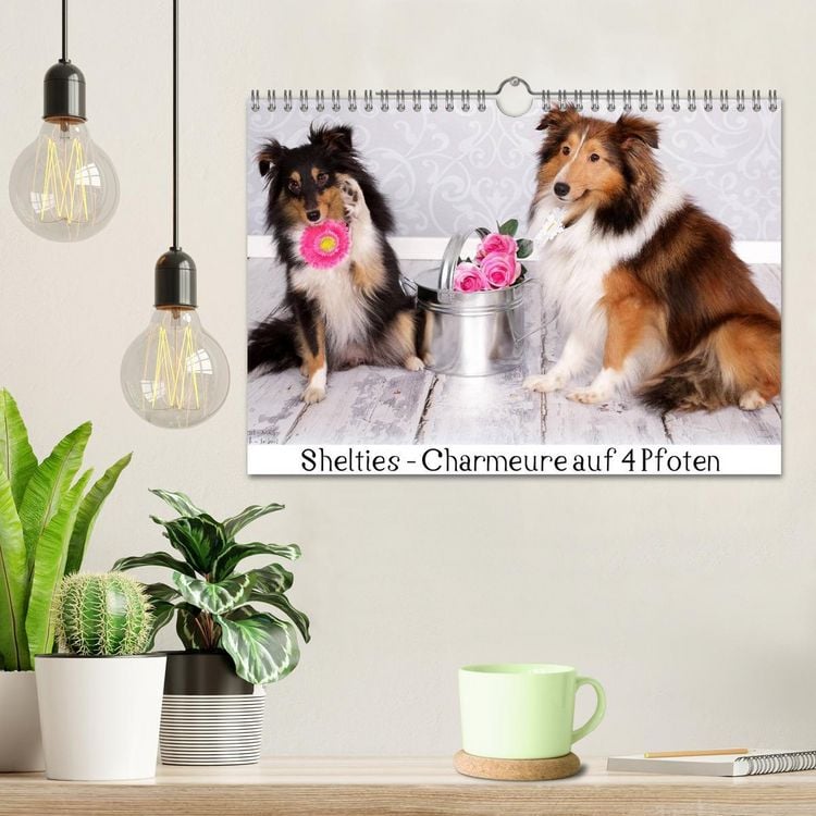 Produktbild: Shelties : Charmeure auf 4 Pfoten (Wandkalender 2026 DIN A4 quer), CALVENDO Monatskalender