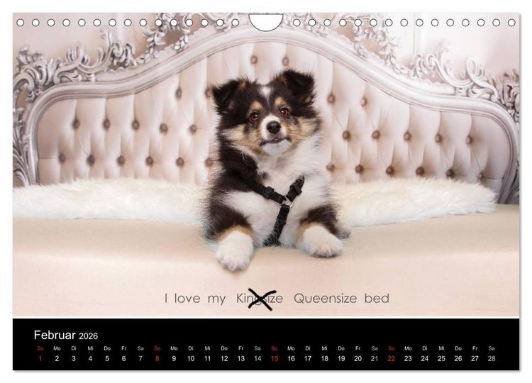 Produktbild: Wir lieben Shelties (Wandkalender 2026 DIN A4 quer), CALVENDO Monatskalender
