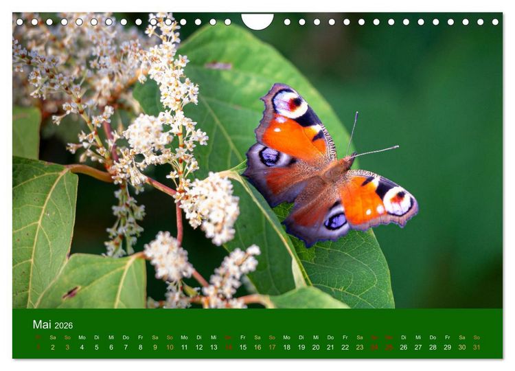 Produktbild: Bezaubernde Tierwelt in freier Natur (Wandkalender 2026 DIN A4 quer), CALVENDO Monatskalender