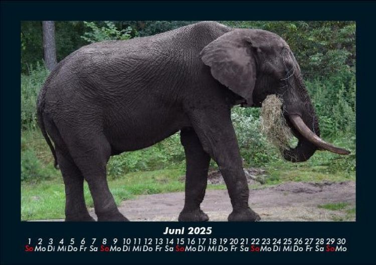 Produktbild: Elefanten 2025 Fotokalender DIN A5
