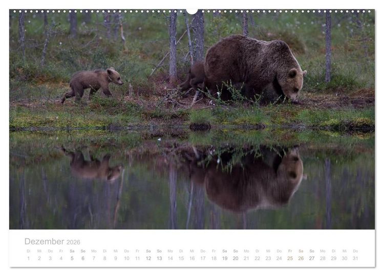 Produktbild: Braunb&auml;ren - pelzige Riesen in Finnlands W&auml;ldern (Wandkalender 2026 DIN A2 quer), CALVENDO Monatskalender