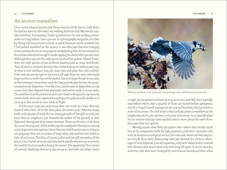 Produktbild: The Nature of Oaks