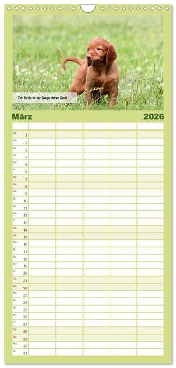 Produktbild: Familienplaner 2026 - Magyar Vizsla - Zauberhafte Kobolde mit 5 Spalten (Wandkalender, 21 x 45 cm) CALVENDO