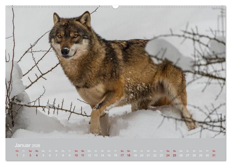 Produktbild: unter W&ouml;lfen (Wandkalender 2026 DIN A2 quer), CALVENDO Monatskalender