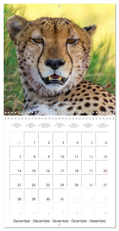 Produktbild: Animals are watching you (Wall Calendar 2026 12 &times; 12 Inch) CALVENDO 12 Month Wall Calendar