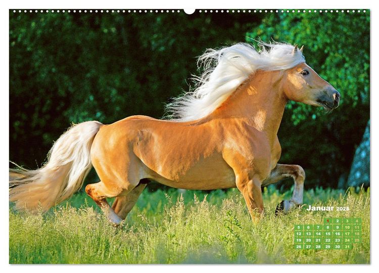 Produktbild: Haflinger: Die blonden Pferde von der Alm (Wandkalender 2026 DIN A2 quer), CALVENDO Monatskalender