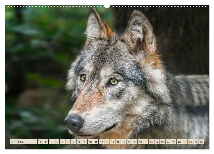 Produktbild: Wolf - Imposanter J&auml;ger (hochwertiger Premium Wandkalender 2026 DIN A2 quer), Kunstdruck in Hochglanz