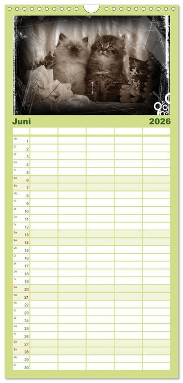 Produktbild: Familienplaner 2026 - Oma's Katzenkalender 2026 mit 5 Spalten (Wandkalender, 21 x 45 cm) CALVENDO