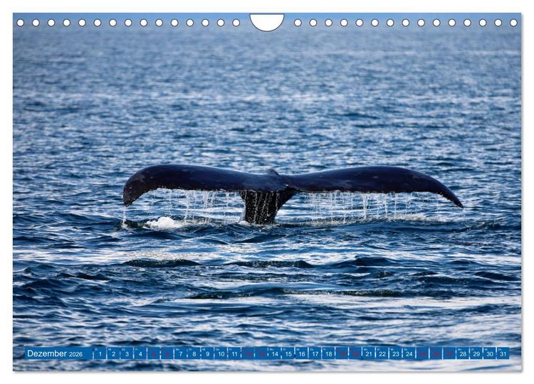 Produktbild: Von Vancouver nach Alaska (Wandkalender 2026 DIN A4 quer), CALVENDO Monatskalender