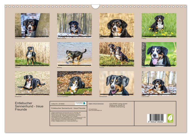 Produktbild: Entlebucher Sennenhund - treue Freunde (Wandkalender 2026 DIN A3 quer), CALVENDO Monatskalender
